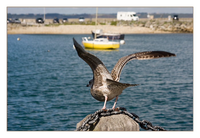 M&ouml;we beim Abflug, Camaret-sur-Mer