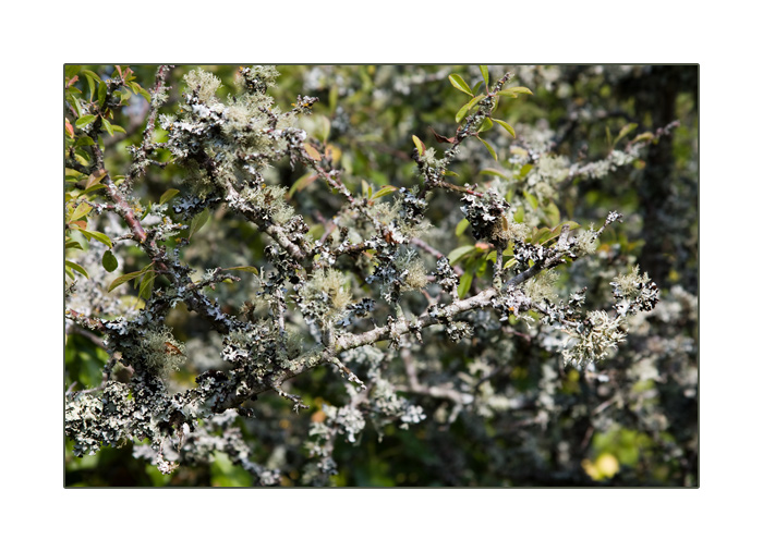 mit Flechten bewachsene Str&auml;ucher, Port Navalo, Arzon, Halbinsel Rhuys