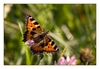 Schmetterling, kleiner Fuchs, Mandre an der Maas (Meuse), Lothringen (Lorraine)