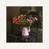 Blumendekoration vor einem Laden, Stadtbesichtigung von Paimpol, Côtes-d’Armor, Bretagne
