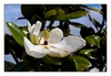 Bl&uuml;te einer Immergr&uuml;nen-Magnolie (Magnolia grandiflora), Camaret-sur-Mer, Halbinsel Crozon, Finist&egrave;re, Bretagne