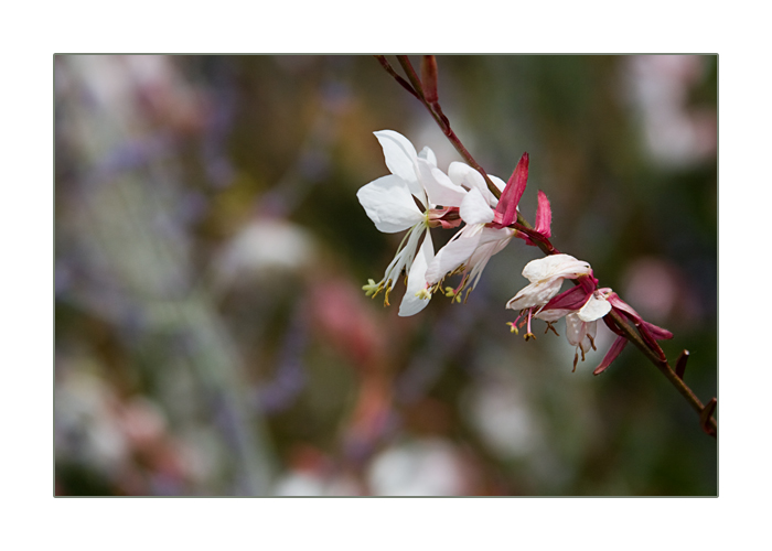 Prachtkerze, Präriekerze Gaura lindheimeri