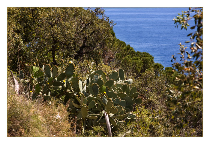 Feigenkaktus an der Steilküste der Costa Brava