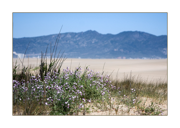 auf den flachen Dünen haben sich schöne Blumen angesiedelt