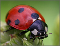 Insekten allgemein