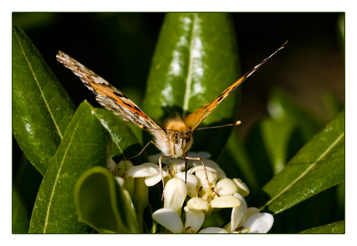 Distelfalter (Vanessa cardui; Syn.: Cynthia cardui)