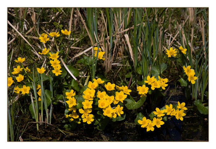 Sumpfdotterblumen