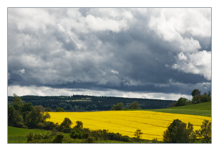 interessanter Himmel mit Rapsfelder auf der Heimfahrt