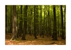 Frühlingswald, Nationalpark Jasmund, Insel Rügen