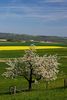 Frühlingslandschaft mit Obstblüte