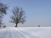 Linde in Oberensingen im Winter