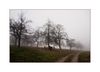 Schafe im Nebel
