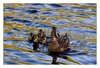Entenfamilie am Kanal bei Lisse