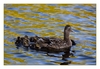Entenfamilie am Kanal bei Lisse