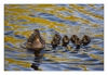 Entenfamilie am Kanal bei Lisse