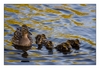 Entenfamilie am Kanal bei Lisse