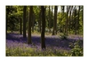 Waldblümchen