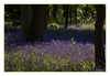 Waldblümchen