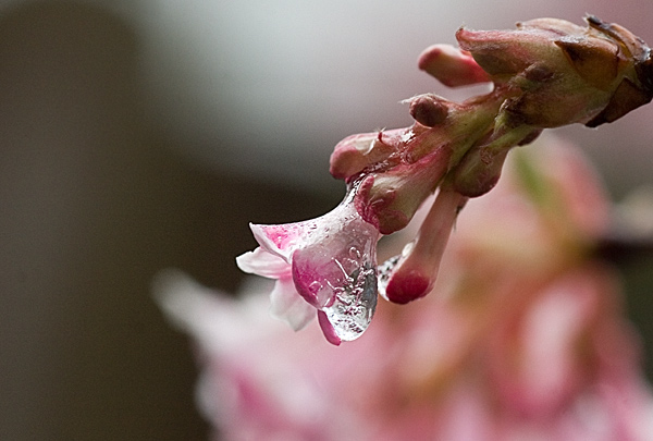 Winterschneeball, Duftschneeball (Viburnum x bodnantense