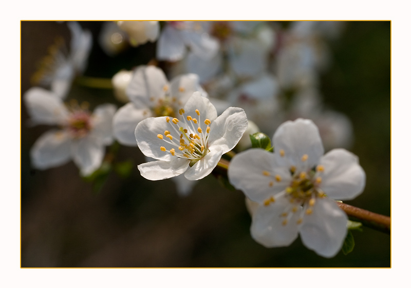 (Schlehenblueten)