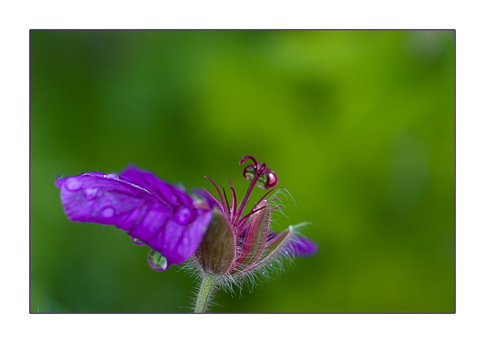 Storchschnabel 
(Geranium)