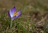 Krokusse