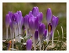 Krokusse