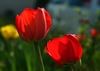 Tulpen