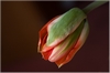 Tulpe