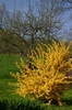 Fr&uuml;hlingsstr&auml;ucher, Forsythie 