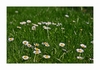 G&auml;nsebl&uuml;mchen