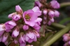 Blüten an Frühlingssträucher (Dickblatt-Bergenie Bergenia crassifolia)