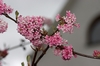 Bl&uuml;ten an Fr&uuml;hlingsstr&auml;ucher (Winterschneeball, Duftschneeball-Viburnum x bodnantense)