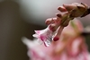 Bl&uuml;ten an Fr&uuml;hlingsstr&auml;ucher mit Eiszapfen (Winterschneeball, Duftschneeball-Viburnum x bodnantense)