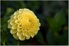 Dahlie