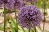 Zierlauchbl&uuml;te
