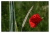 Mohnbl&uuml;te