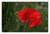 Mohnbl&uuml;te