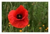 Mohnbl&uuml;te