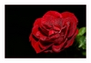 Rose mit Tautr&ouml;pfchen