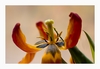 Tulpe, verbl&uuml;ht