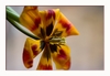 Tulpe, verbl&uuml;ht