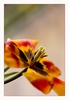 Tulpe, verbl&uuml;ht