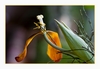 Tulpe, verbl&uuml;ht