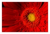 Gerbera
