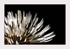 Pusteblume nach dem Regen