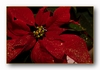 Weihnachtsstern