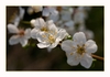 Fr&uuml;hlingsbl&uuml;ten (Schlehenblueten) 