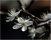 Fr&uuml;hlingsbl&uuml;ten (Schlehenblueten)