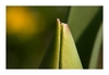 Tulpenknospe